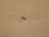 Baxi 247173 Screw