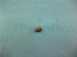 Potterton 929640 Grub Screw M4 X 6mm