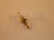 Potterton Baxi 5108265 Temperature Sensor
